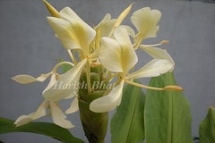 Hedychium flavescens